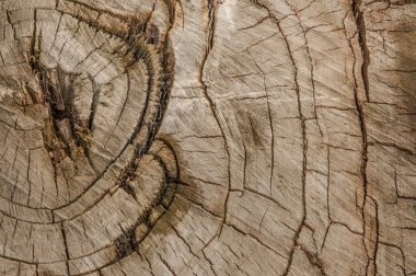 Kuru ağaç gövdesi uzun zaman önce kesilmiş.