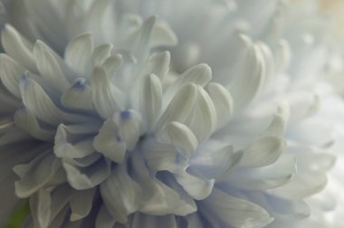 Beyaz yapraklı narin bir kasımpatı çiçeği. Fotoğraf makro mercekle çekilmiş. Seçici odaklanma. Bulanık.