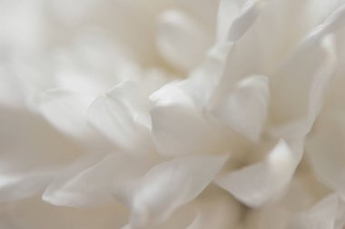 Beyaz yapraklı narin bir kasımpatı çiçeği. Fotoğraf makro mercekle çekilmiş. Seçici odaklanma. Bulanık.