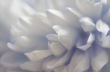 Beyaz yapraklı narin bir kasımpatı çiçeği. Fotoğraf makro mercekle çekilmiş. Seçici odaklanma. Bulanık.