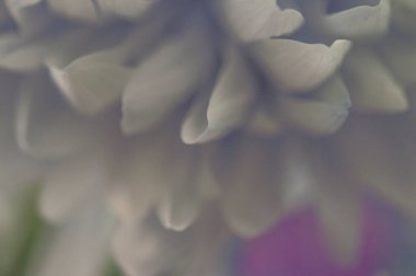 Beyaz yapraklı narin bir kasımpatı çiçeği. Fotoğraf makro mercekle çekilmiş. Seçici odaklanma. Bulanık.