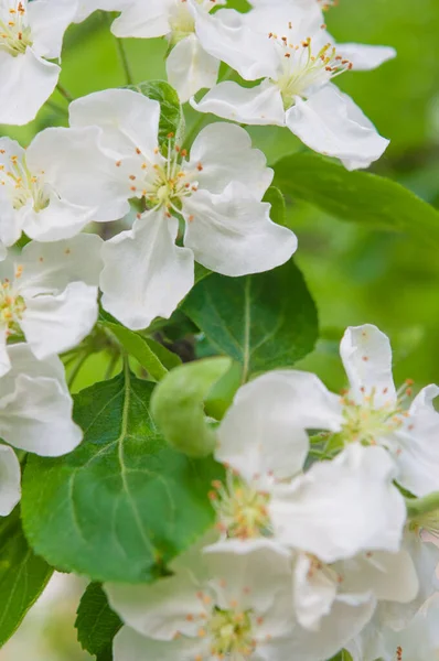 Jablečné Květy Zelených Listech Pozadí Jarní Kvetoucí Ovocné Stromy Jaro — Stock fotografie