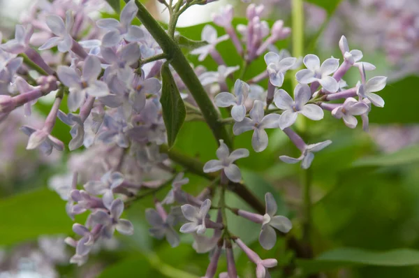 大きなライラックの枝が咲きます 春のライラックブッシュの明るい花 春の青いライラックの花は 背景がぼやけてしまいます 紫色の花の花束 — ストック写真