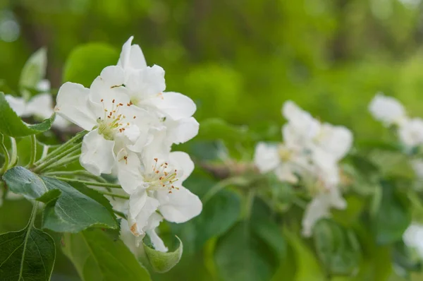 Äpple Blommor Gröna Blad Bakgrund Vårblommande Fruktträd Det Vår Blommande — Stockfoto