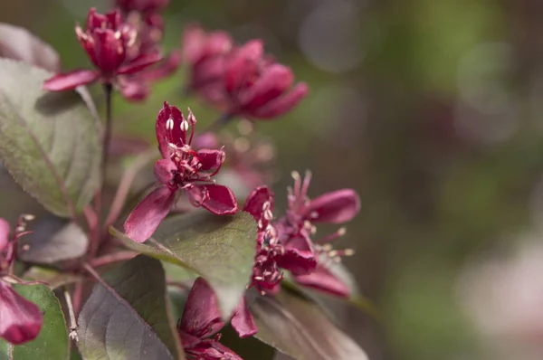 Äpple Blommor Gröna Blad Bakgrund Vårblommande Fruktträd Det Vår Blommande — Stockfoto