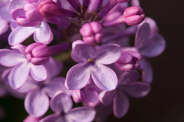 大きなライラックの枝が咲きます 春のライラックブッシュの明るい花 春の青いライラックの花は 背景がぼやけてしまいます 紫色の花の花束 — ストック写真