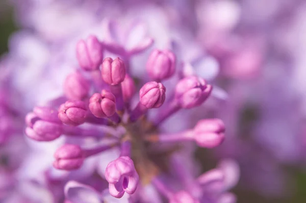 Florecen Grandes Ramas Lila Floraciones Brillantes Del Arbusto Las Lilas —  Fotos de Stock