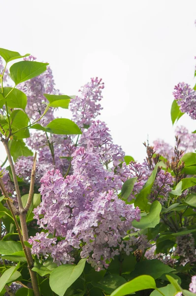 Florecen Grandes Ramas Lila Floraciones Brillantes Del Arbusto Las Lilas —  Fotos de Stock