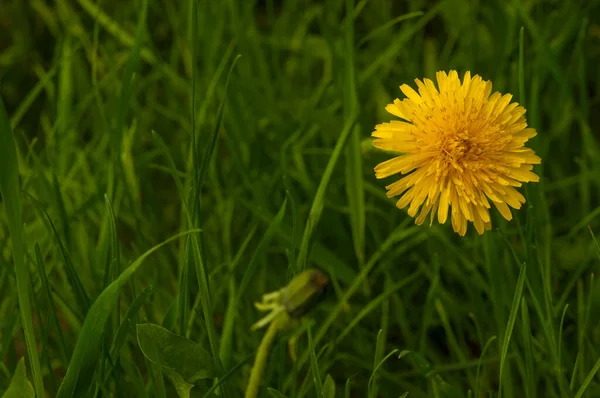 春绿的草坪 开黄色的蒲公英花 — 图库照片