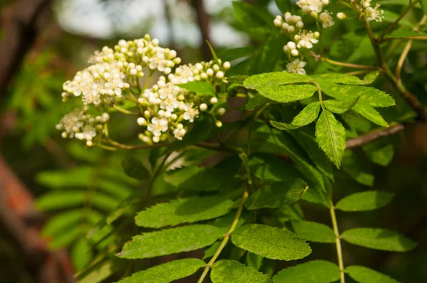 Sorbus Aucuparia Bunga Rowan Menurunkan Rowan Musim Semi Bunga Putih — Stok Foto