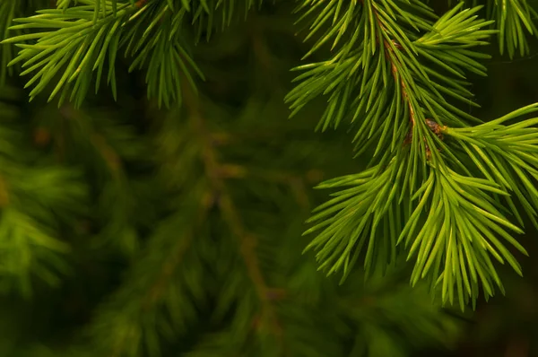 用嫩绿色针叶装饰新鲜云杉树枝的细部 夏日冷杉幼枝的遮挡 — 图库照片