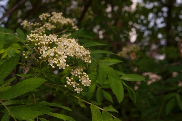 Sorbus Aucuparia Blommor Rönn Minska Rönn Våren Vita Blommor Rönn — Stockfoto