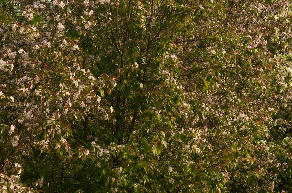 Apple Flowers Green Leaves Background Spring Blooming Fruit Trees Springtime — Stock Photo, Image