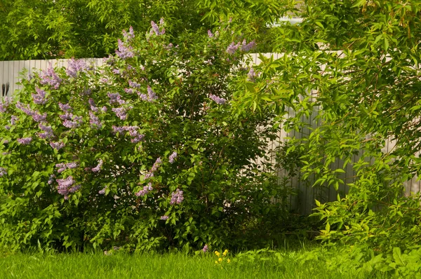 Duża Gałąź Liliowa Kwitnie Jasne Kwiaty Wiosennych Krzaków Bzu Wiosna — Zdjęcie stockowe