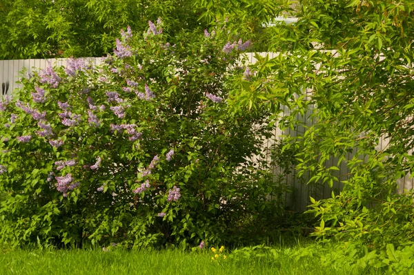 Grosso Ramo Lilla Sboccia Fioriture Lucenti Cespuglio Lillà Primavera Primavera — Foto Stock