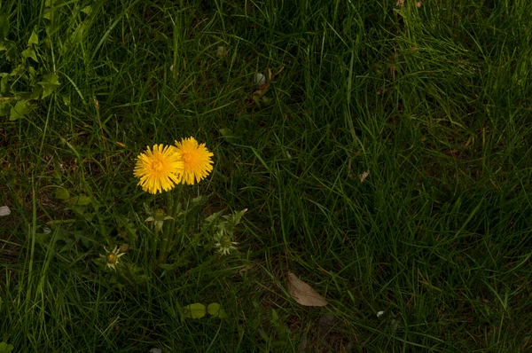 Vårgrön Gräsmatta Med Gula Maskrosblommor Våren Bakgrund — Stockfoto