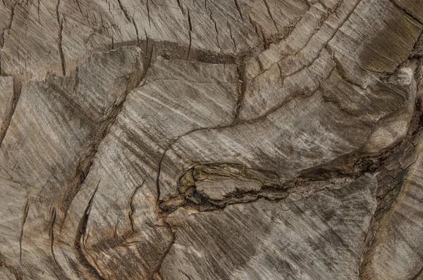 Ствол Сухого Дерева Давно Срезан — стоковое фото