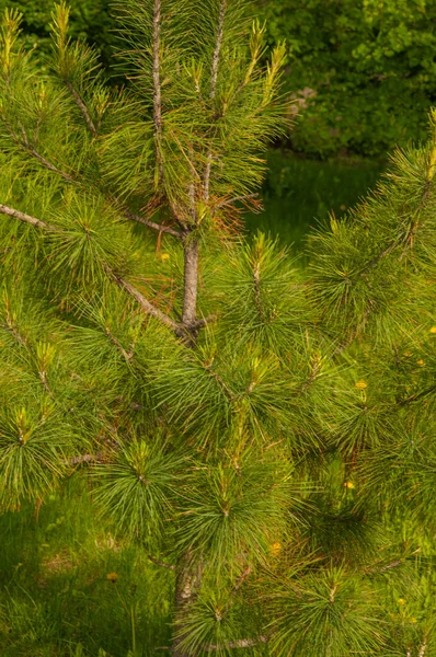 Detail Čerstvých Smrkových Větví Mladými Zelenými Jehlicemi Detailní Záběr Jedle — Stock fotografie