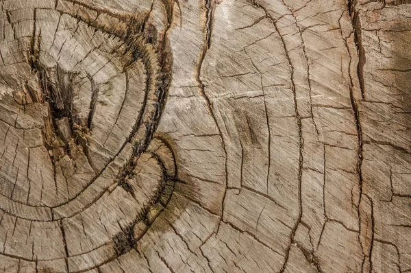 Kuru ağaç gövdesi uzun zaman önce kesilmiş.