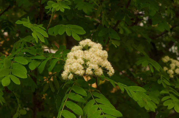 Sorbus aucuparia - Flowers rowan. lowering rowan in spring time. White flowers of the rowan tree