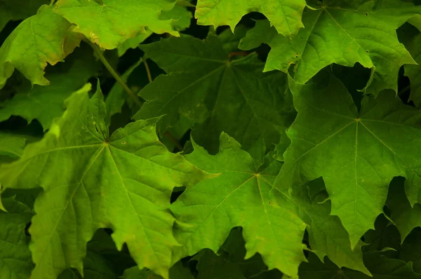 Verde Lussureggiante Sfondo Naturale Foglie Sicomoro Maple Leaves Frame Flat — Foto Stock