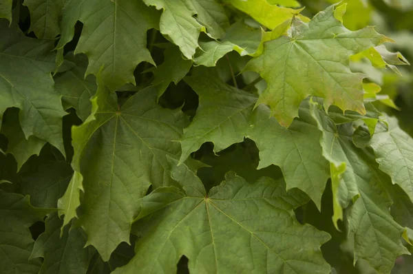 Grünen Üppigen Natürlichen Hintergrund Von Platanenblättern Ahornblätter Rahmen Flach Ein — Stockfoto