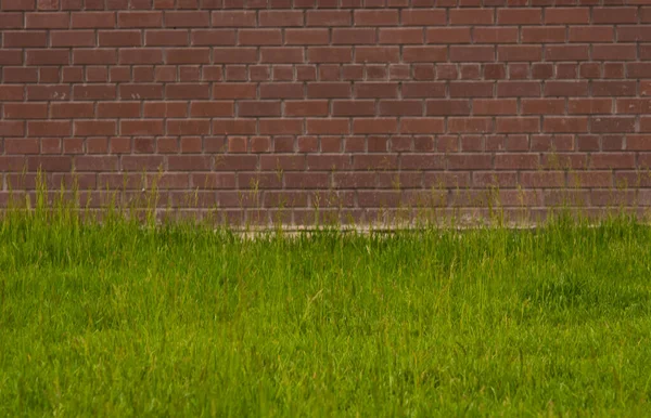 Fond Mural Brique Rouge Avec Herbe Verte — Photo