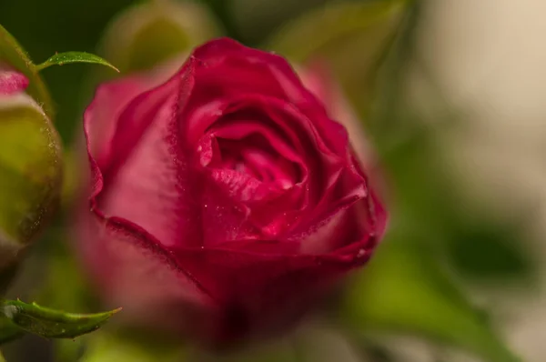 Brote Floreciente Una Rosa Roja Sobre Fondo Gris Flores Macetas — Foto de Stock