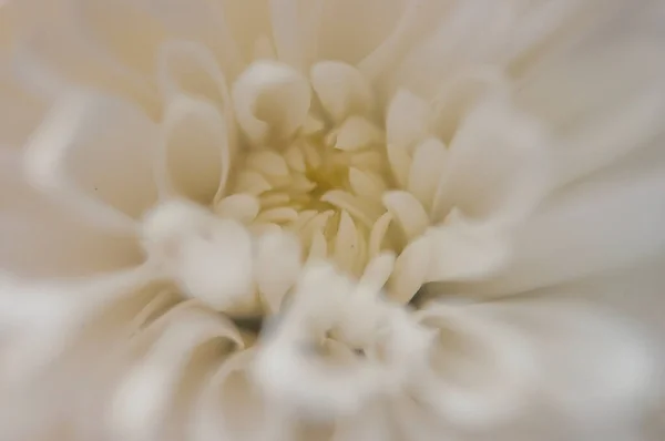 白い花弁の繊細な菊の花 その写真はマクロレンズで撮影された 選択的フォーカス 燃えるような — ストック写真