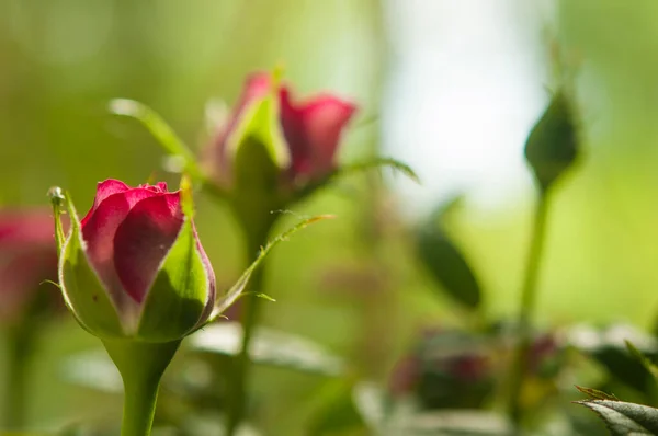 Eine Blühende Knospe Einer Roten Rose Auf Grauem Hintergrund Blumen — Stockfoto