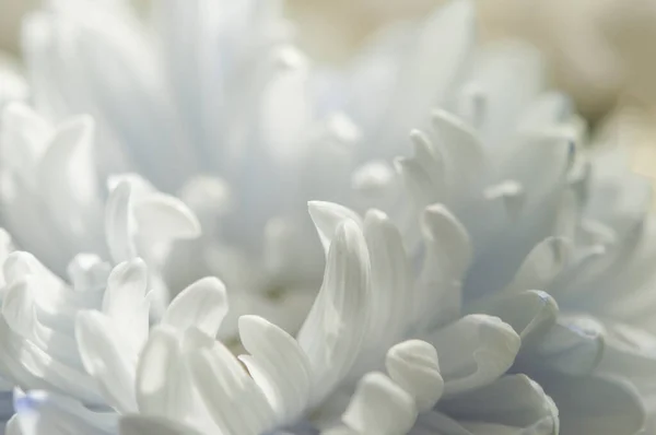 Una Delicada Flor Crisantemo Con Pétalos Blancos Foto Fue Tomada — Foto de Stock