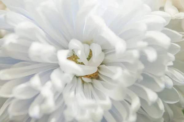 Una Delicada Flor Crisantemo Con Pétalos Blancos Foto Fue Tomada — Foto de Stock