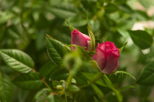 Botão Florescente Uma Rosa Vermelha Contexto Cinza Flores Vasos Pequena — Fotografia de Stock