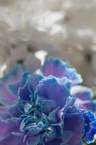 Delicate Chrysanthemum Flower White Petals Picture Taken Macro Lens Selective — Stock Photo, Image