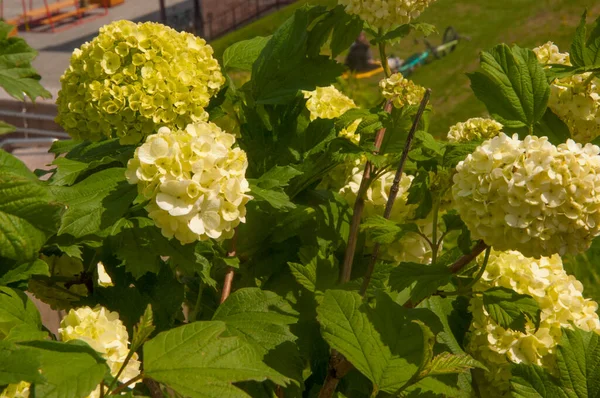 Viburnum Buldenezh Runde Weiße Und Grüne Blüten Frühling Blühender Hintergrund — Stockfoto