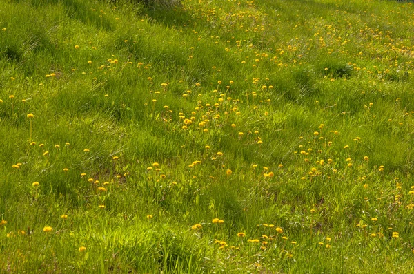 黄色いタンポポの花を持つ春の緑の芝生 — ストック写真