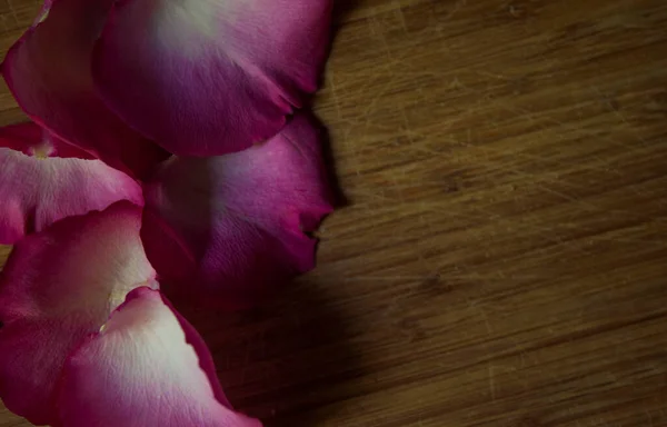 장미꽃 과검은 그림자 배경을 — 스톡 사진