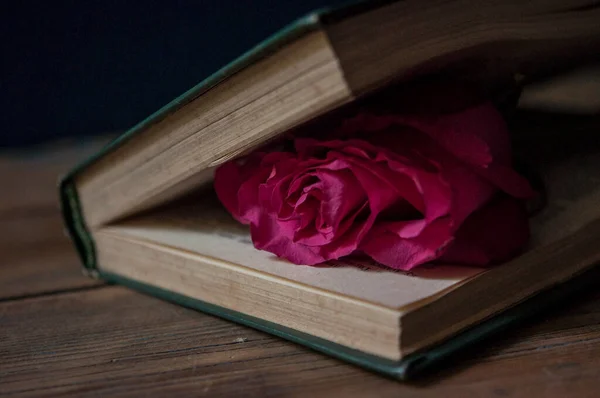 A red rose on an old book. Funeral symbol and Concept of condolence and religion.