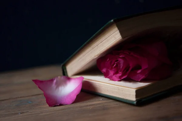 A red rose on an old book. Funeral symbol and Concept of condolence and religion.