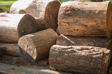 Ormancılık endüstriyel doğa geçmişi. Yığılmış ağaç gövdeleri ve ormanda yeşil çimenler. Ormanda bir sürü tahta testere kütüğü var. Güneşli yaz gününde çam ağaçları.