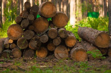 Ormancılık endüstriyel doğa geçmişi. Yığılmış ağaç gövdeleri ve ormanda yeşil çimenler. Ormanda bir sürü tahta testere kütüğü var. Güneşli yaz gününde çam ağaçları.