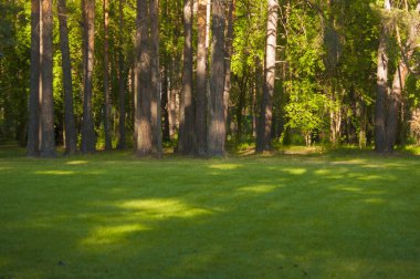 Güzel yaz manzarası. Çam ormanları olan manzara.