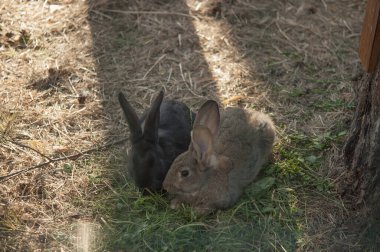Bahar bahçesi çimlerinde küçük bir tavşan. Yeşil parktaki şirin beyaz yemek tavşanı.
