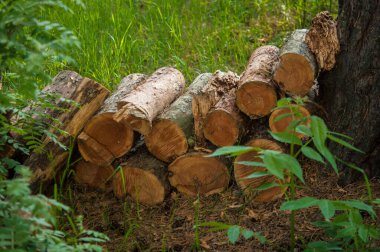 Ormancılık endüstriyel doğa geçmişi. Yığılmış ağaç gövdeleri ve ormanda yeşil çimenler. Ormanda bir sürü tahta testere kütüğü var. Güneşli yaz gününde çam ağaçları.