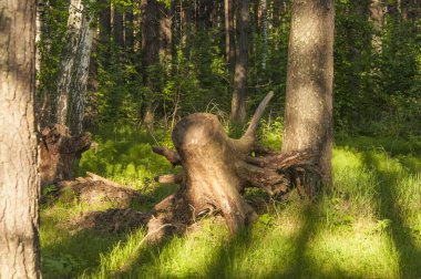 Bir ağaç kökü kazın Devrilmiş ağaç. Yırtık ağaç kökü. Yerin altından kökleri kopmuş bir ağaç yaprakların içinde yerde yatıyor..