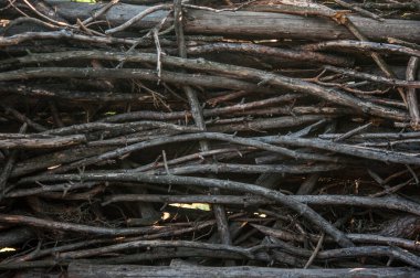 Ağaç dallarından yapılmış kırsal bir çit. Arkaplan