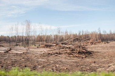 Yangından bir yıl sonra kozalaklı orman. Kozalaklı ağaçlar, yeşil çimenlerin arka planında çıkan yangında yanıp kül oldu. Orman yangınları sorunu