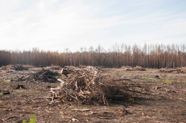 Yangından bir yıl sonra kozalaklı orman. Kozalaklı ağaçlar, yeşil çimenlerin arka planında çıkan yangında yanıp kül oldu. Orman yangınları sorunu