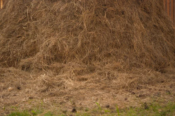 Straw Dry Straw Hay Straw Yellow Background Hay Straw Texture — Stock Photo, Image