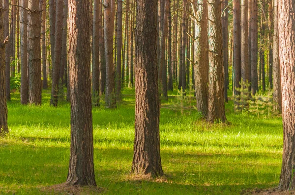 Vackert Sommarlandskap Landskap Med Tallskogar — Stockfoto